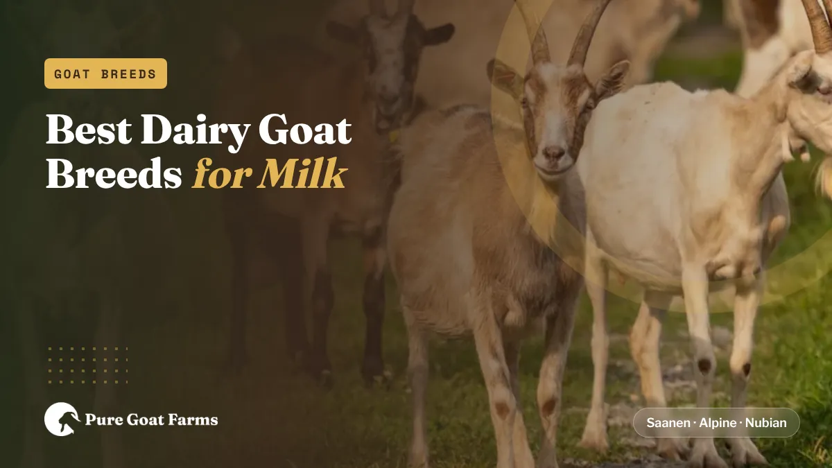 Mixed herd of dairy goat breeds walking across green pasture