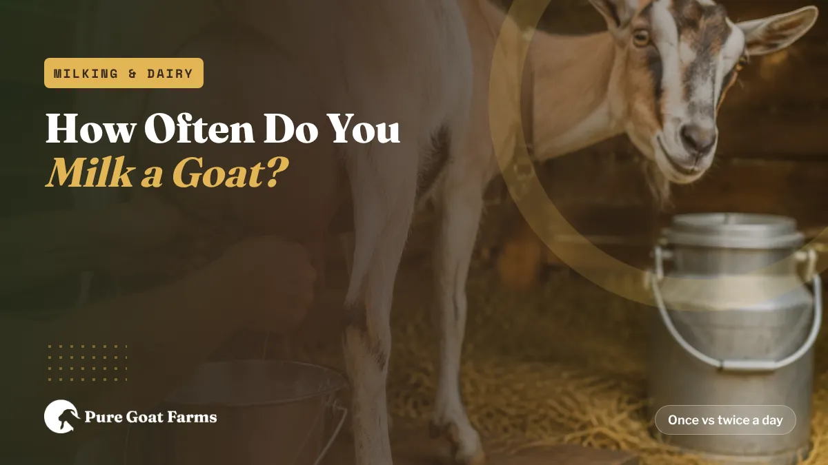 Fresh goat milk in a stainless pail next to a dairy doe on the milking stand