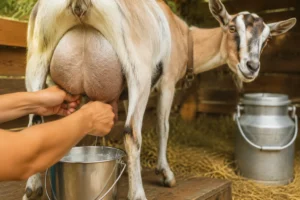 How Much Milk Can a Goat Really Give at Once