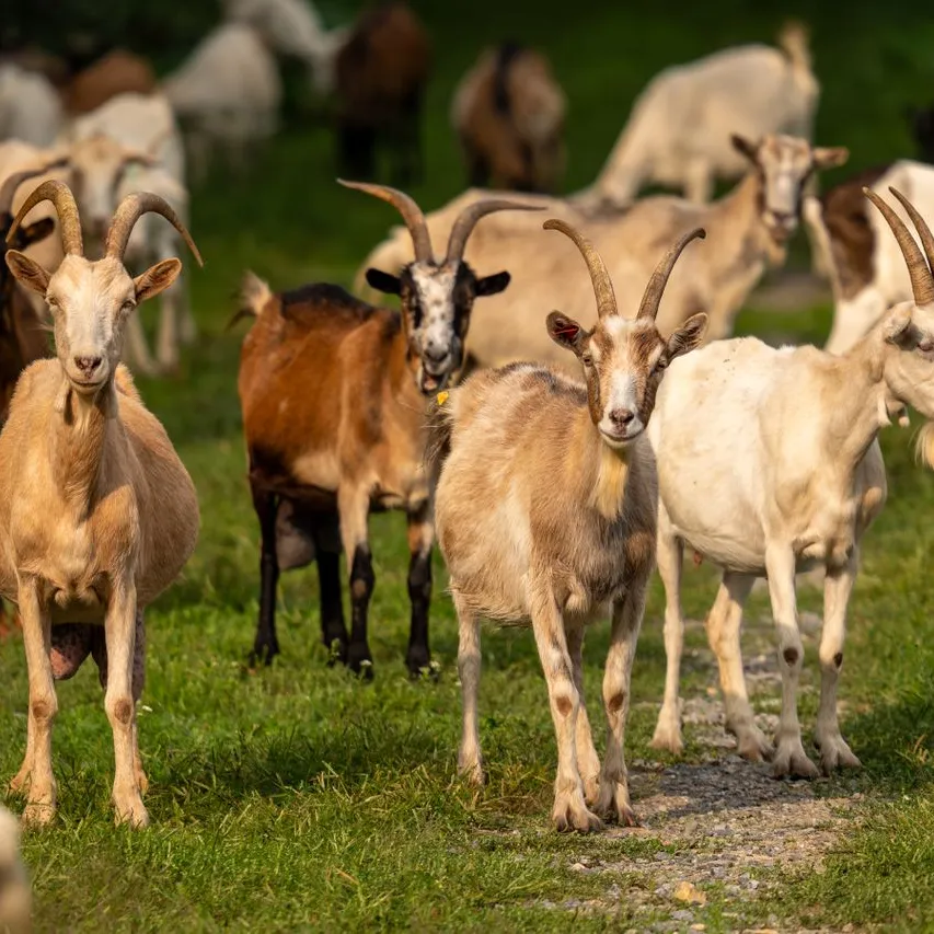 Pure Goat Farm BG