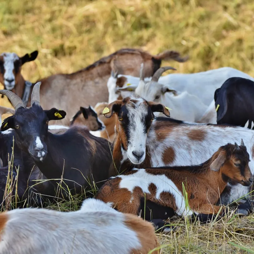 Pure Goat Farms Story